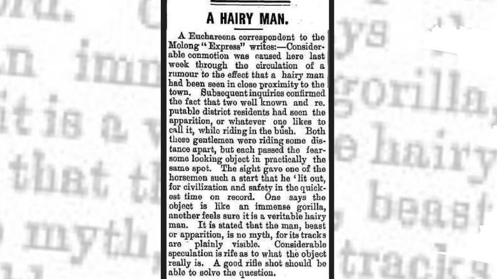 Snippet of small article from the Molong Express newspaper in 1905 titled 'A Hairy Man' speaks on town rumours of Yowie sighting. Picture from Trove, supplied by Dean Harrison (The YowieHunters).