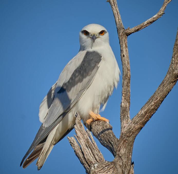 One of the 2021 winning shots from Chris Bruce 'Black Shouldered Kite'