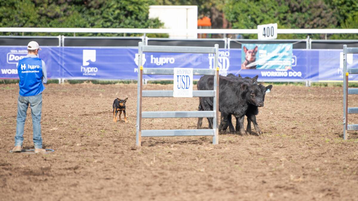 Eyes on the prize: working cattle through the gate at Cowra Showgrounds - Photo: Jess Coster
