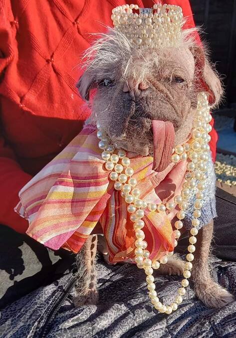 Peggy the UKs ugliest dog in her crown.