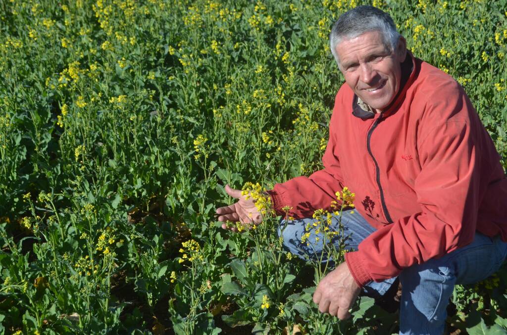 Elders agronomist Peter Watt with one of Cowra's canola crops which are about to transform the countryside into a sea of yellow.