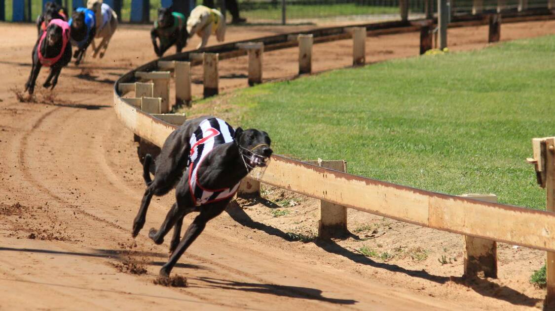 Pictured racing around Cowra, Falcon's Fury finished third in Saturday night's Group 1 feature at Wentworth Park.