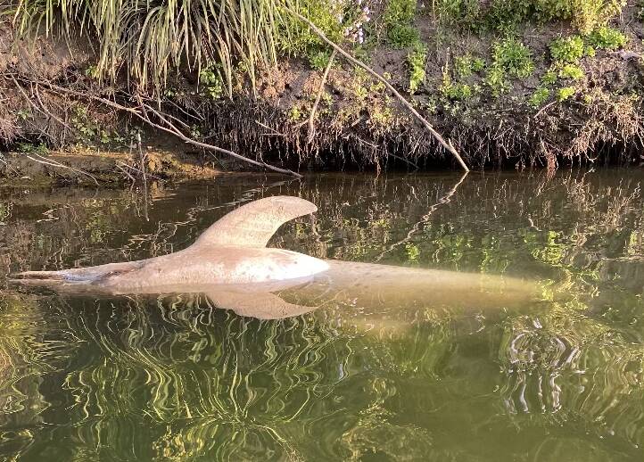 The body of a dead dolphin washed ashore on the banks of the Manning River. Picture supplied