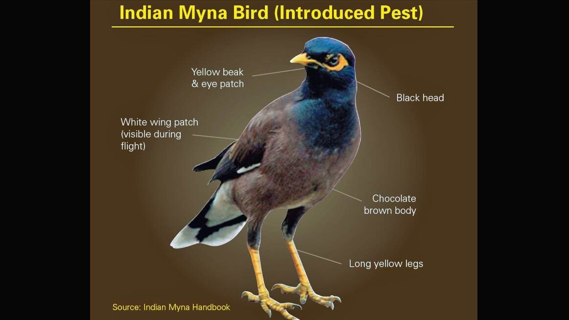 Introduced Myna Birds Increasing Presence West Of Mountains Cowra Guardian Cowra Nsw